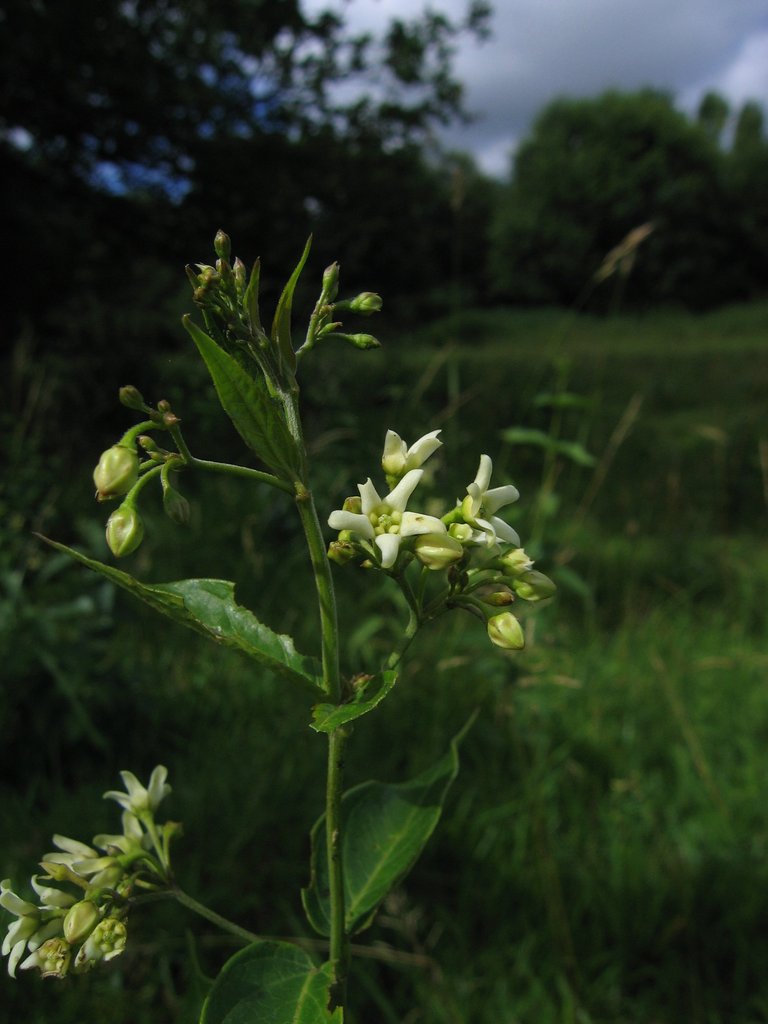 Vincetoxicum hirundinaria
